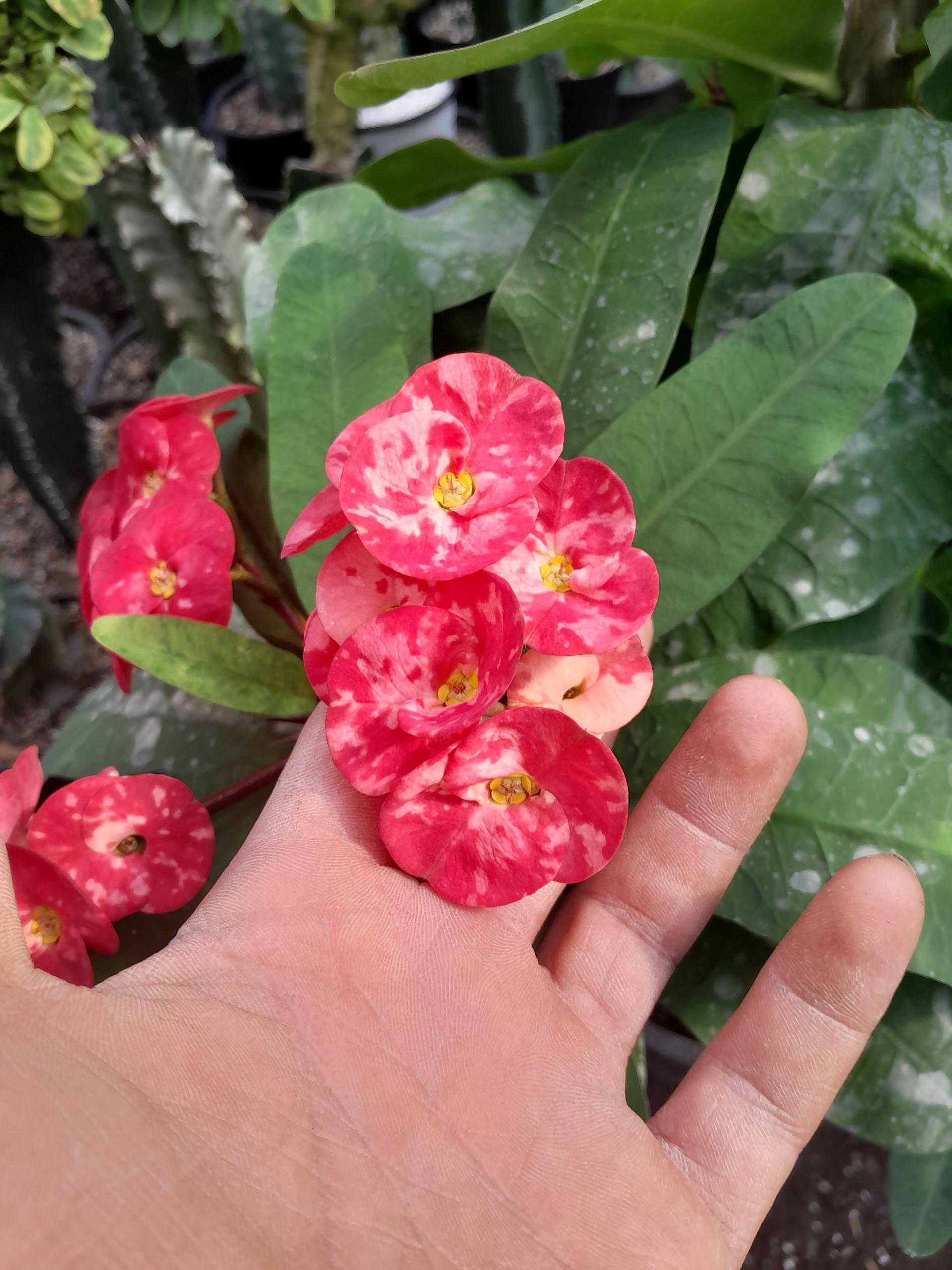 عکس کاکتوس کده خاتم غلامی