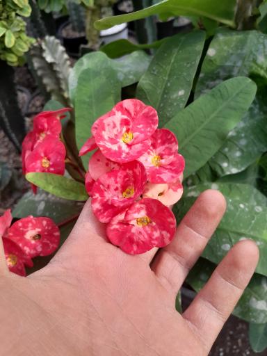 عکس کاکتوس کده خاتم غلامی