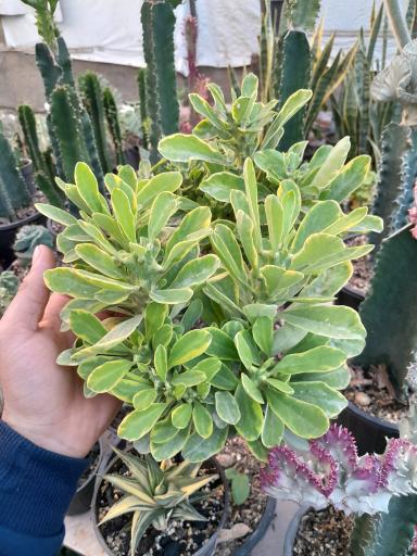 عکس کاکتوس کده خاتم غلامی