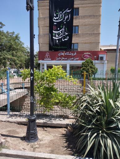 عکس زعفران سحر خیز 