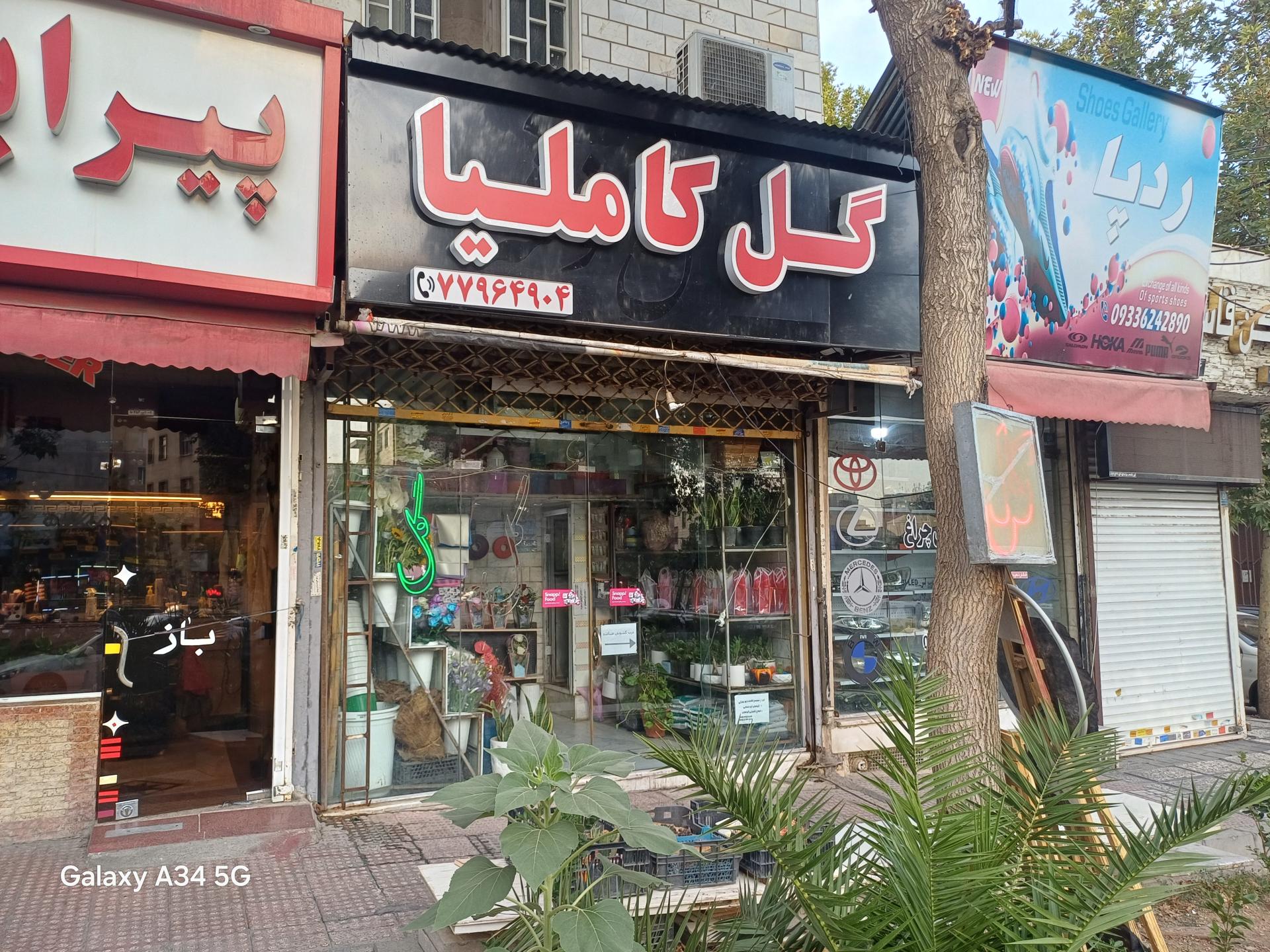 عکس گلسرای کاملیا 