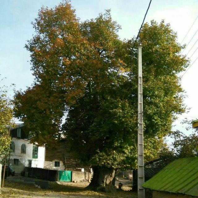 عکس درخت چنار هزارساله