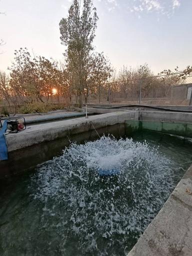 عکس پرورش ماهی قزل آلا محمدی