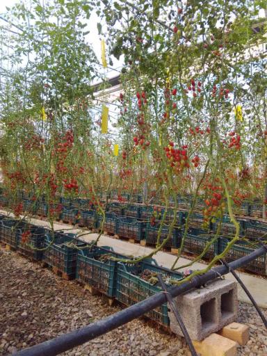 عکس شهرک گلخانه ای اوه فاز یک