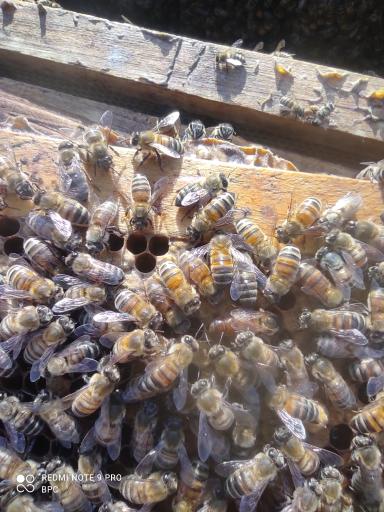 عکس فروشگاه عسل طبیعی بهروز