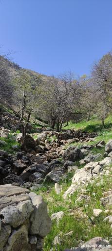 عکس دره بید 