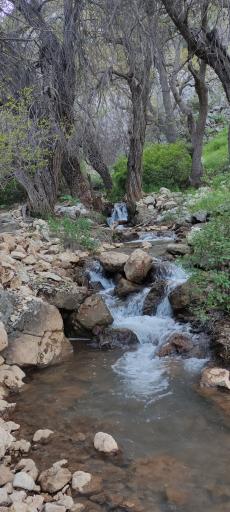 عکس دره بید 