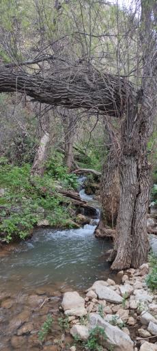 عکس دره بید 