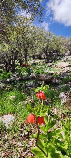 عکس دره بید 