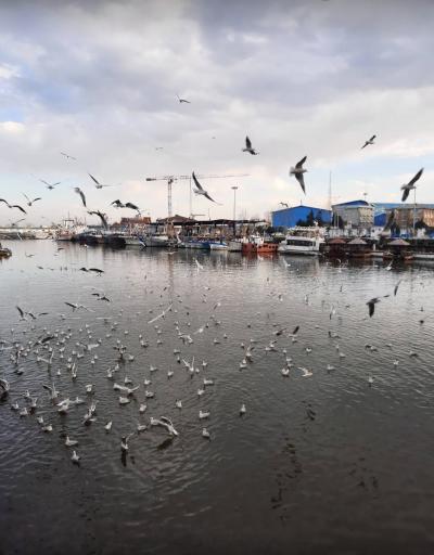 اسکله گردشگری دریایی دریادلان