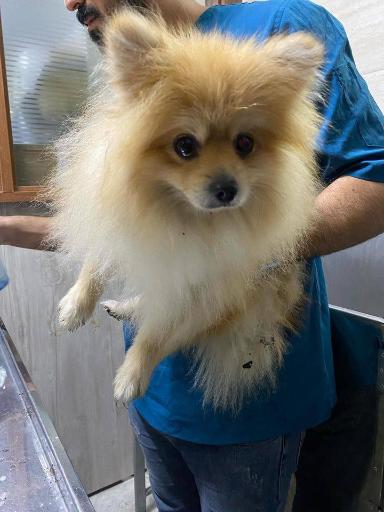 عکس کلینیک دامپزشکی مسیحا 