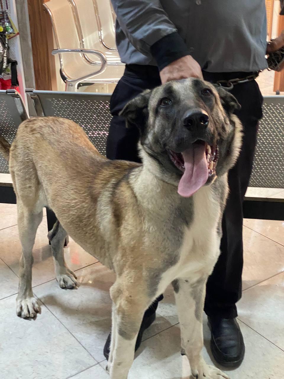 عکس کلینیک دامپزشکی مسیحا 