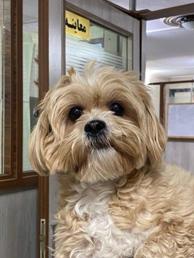 عکس کلینیک دامپزشکی مسیحا 