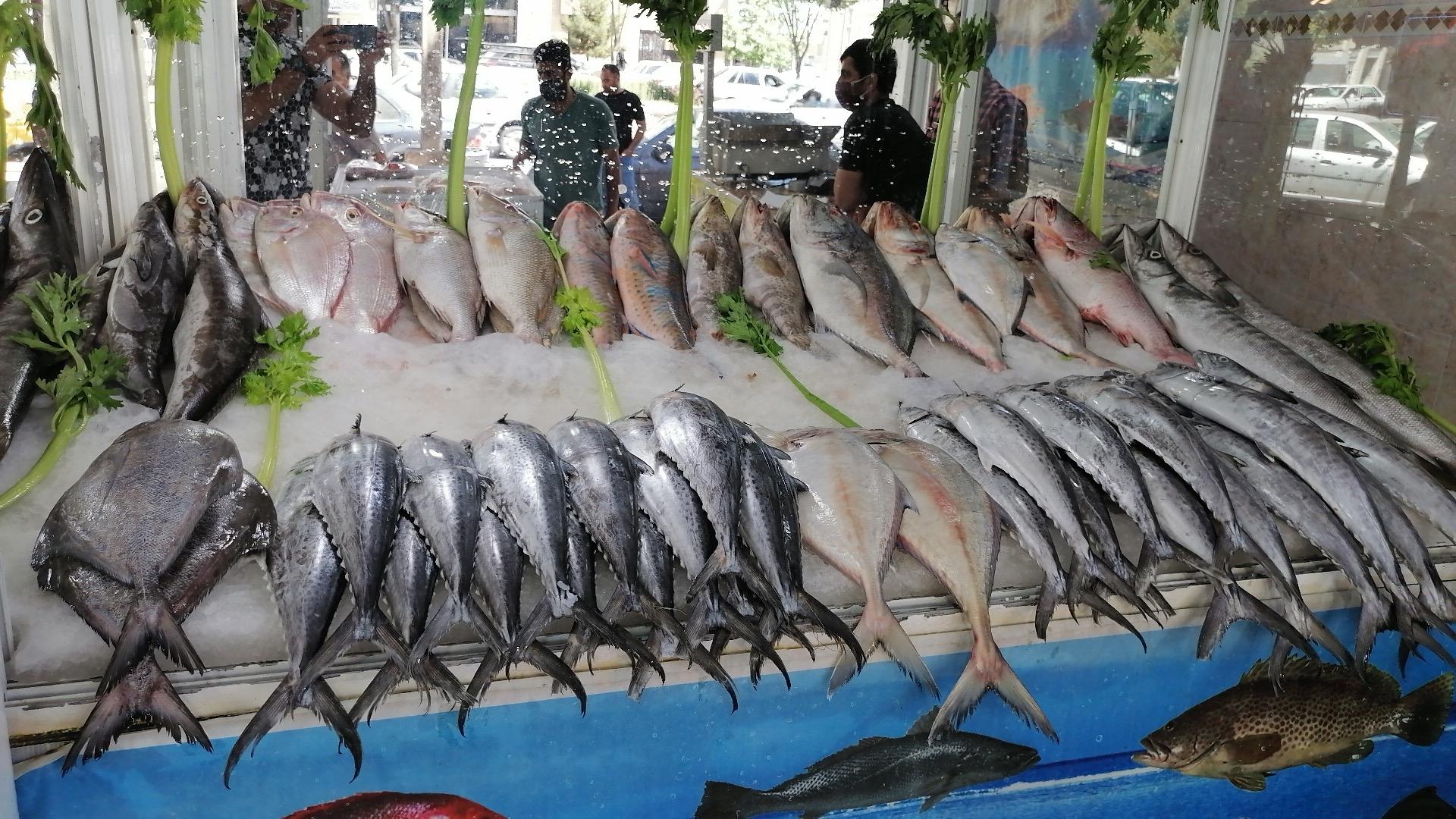 عکس ماهی و میگو هستی 