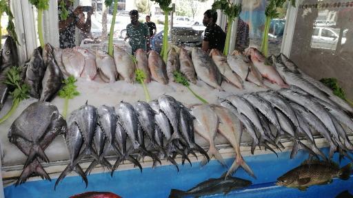 عکس ماهی و میگو هستی 