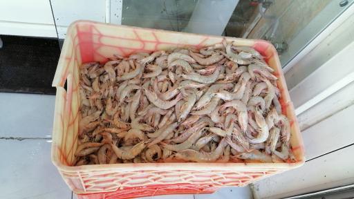 عکس ماهی و میگو هستی 