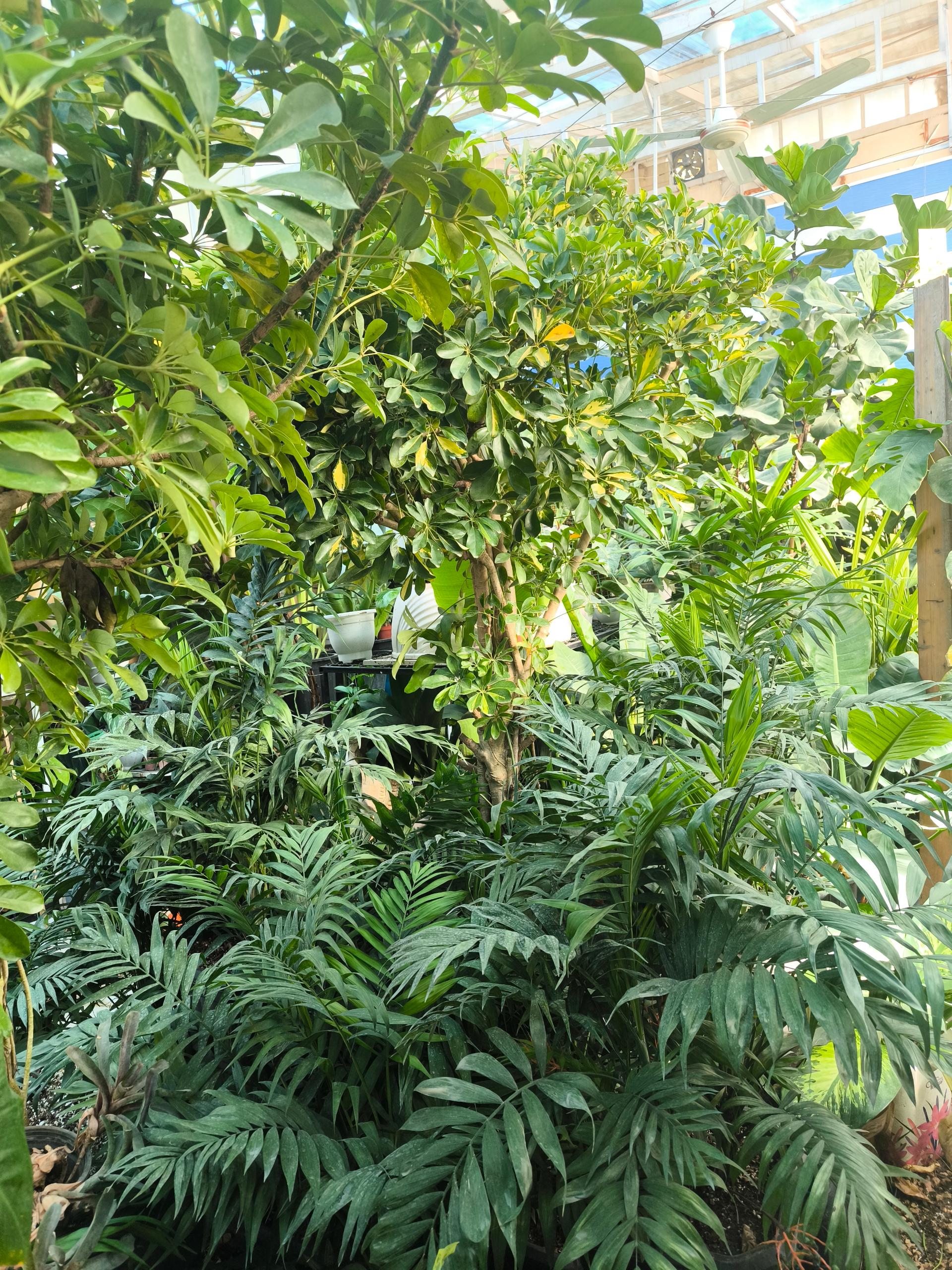 عکس گل و گیاه مهندس