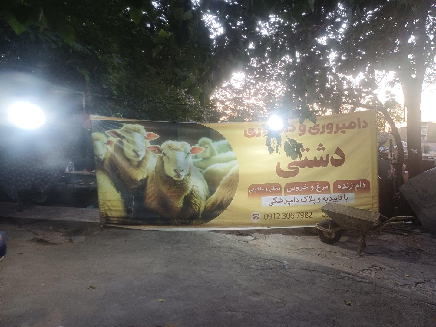 عکس فروش گوسفند زنده محمد دشتی