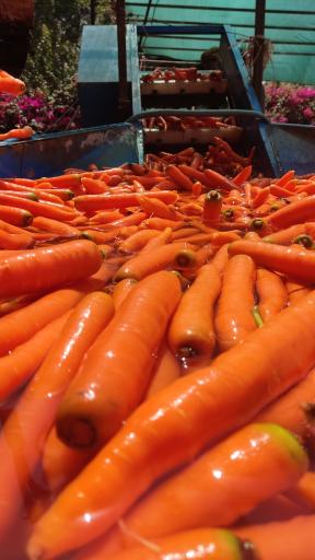 عکس هویجشویی ایرج زیبایی