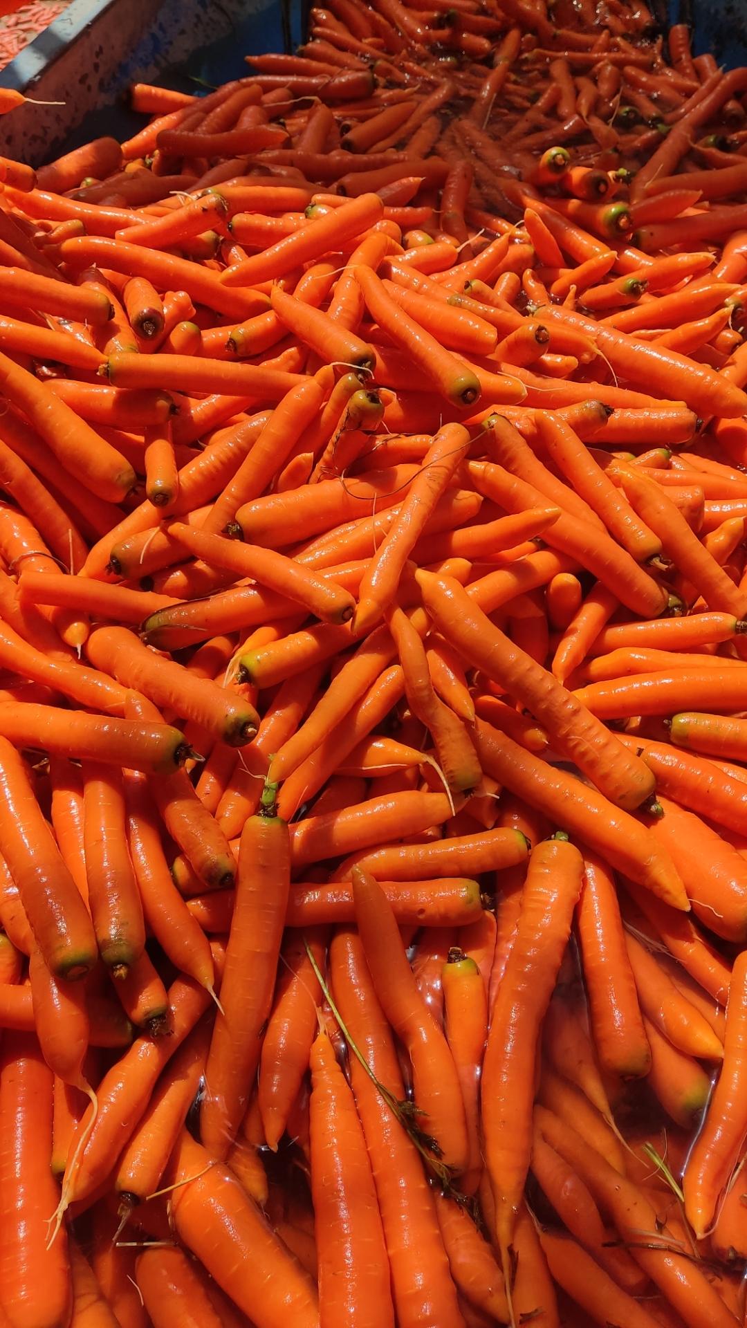 عکس هویجشویی ایرج زیبایی