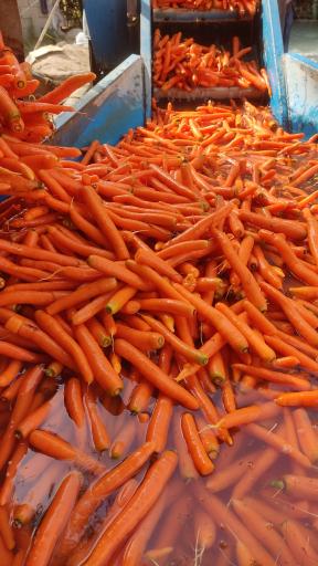 عکس هویجشویی ایرج زیبایی