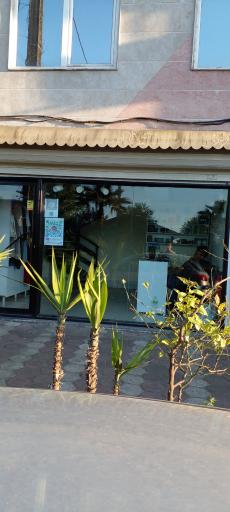 عکس گالری درخت زندگی