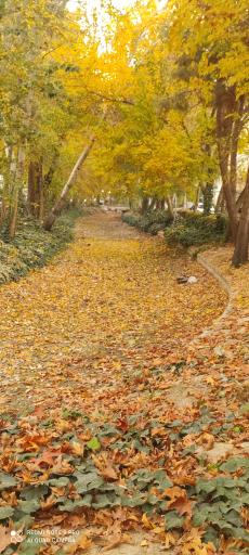 مادی نیاصرم