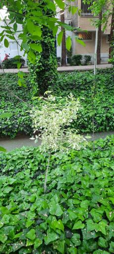 عکس مادی نیاصرم 