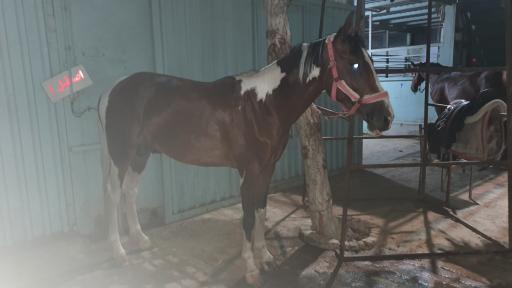 عکس باشگاه سوارکاری باراژ