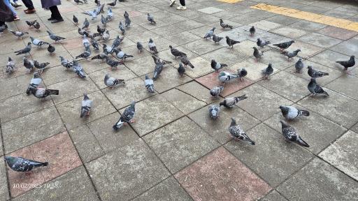 عکس میدان شهرداری رشت