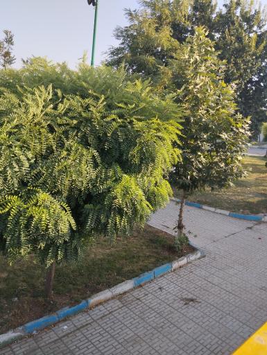 عکس پارک زائر