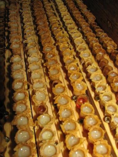 عکس عسل طبیعی لرستان (پرورش زنبورعسل گودرزی)