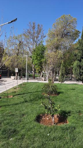 عکس بوستان علوی