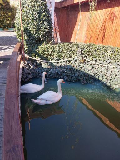 عکس کافه رستوران قو سفید