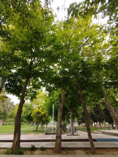 عکس بوستان علوی