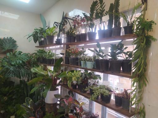 عکس گالری گل استلا