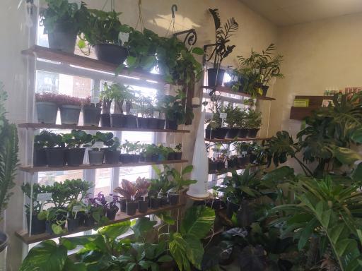 عکس گالری گل استلا