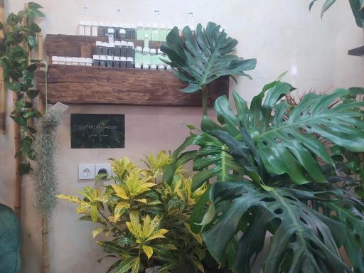 عکس گالری گل استلا