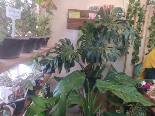 عکس گالری گل استلا