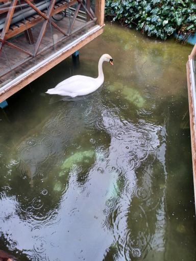 عکس کافه رستوران قو سفید