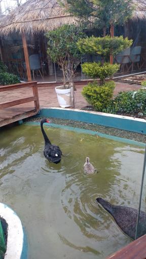 عکس کافه رستوران قو سفید