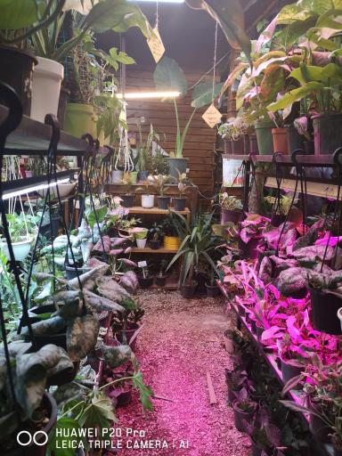 عکس نمایشگاه گل گیاه