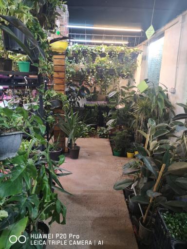 عکس نمایشگاه گل گیاه