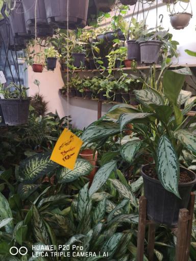 عکس نمایشگاه گل گیاه