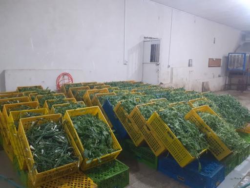 عکس پخش سبزیجات حسن پور