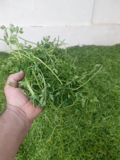 عکس پخش سبزیجات حسن پور