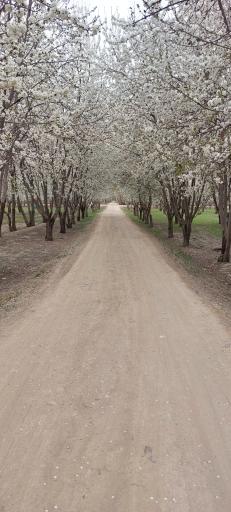 عکس پیربکران