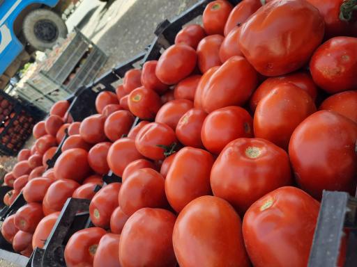 میوه و تره بار بهارستان