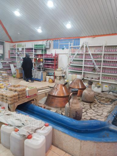 عکس گلابگیری طالاری