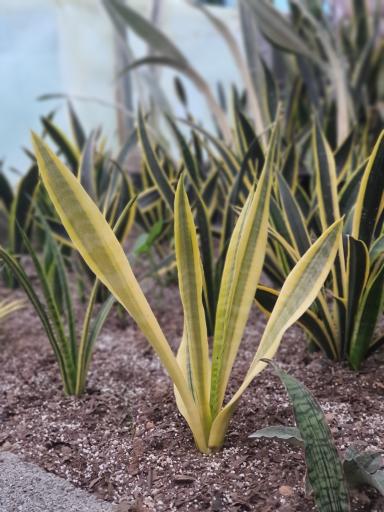 عکس گلکده ساج گل